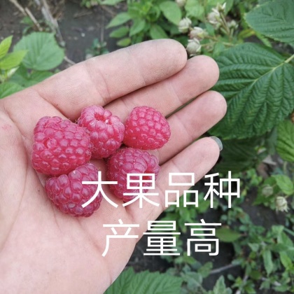 树莓苗价格行情_今日树莓苗价格多少钱一斤 _ 一亩田