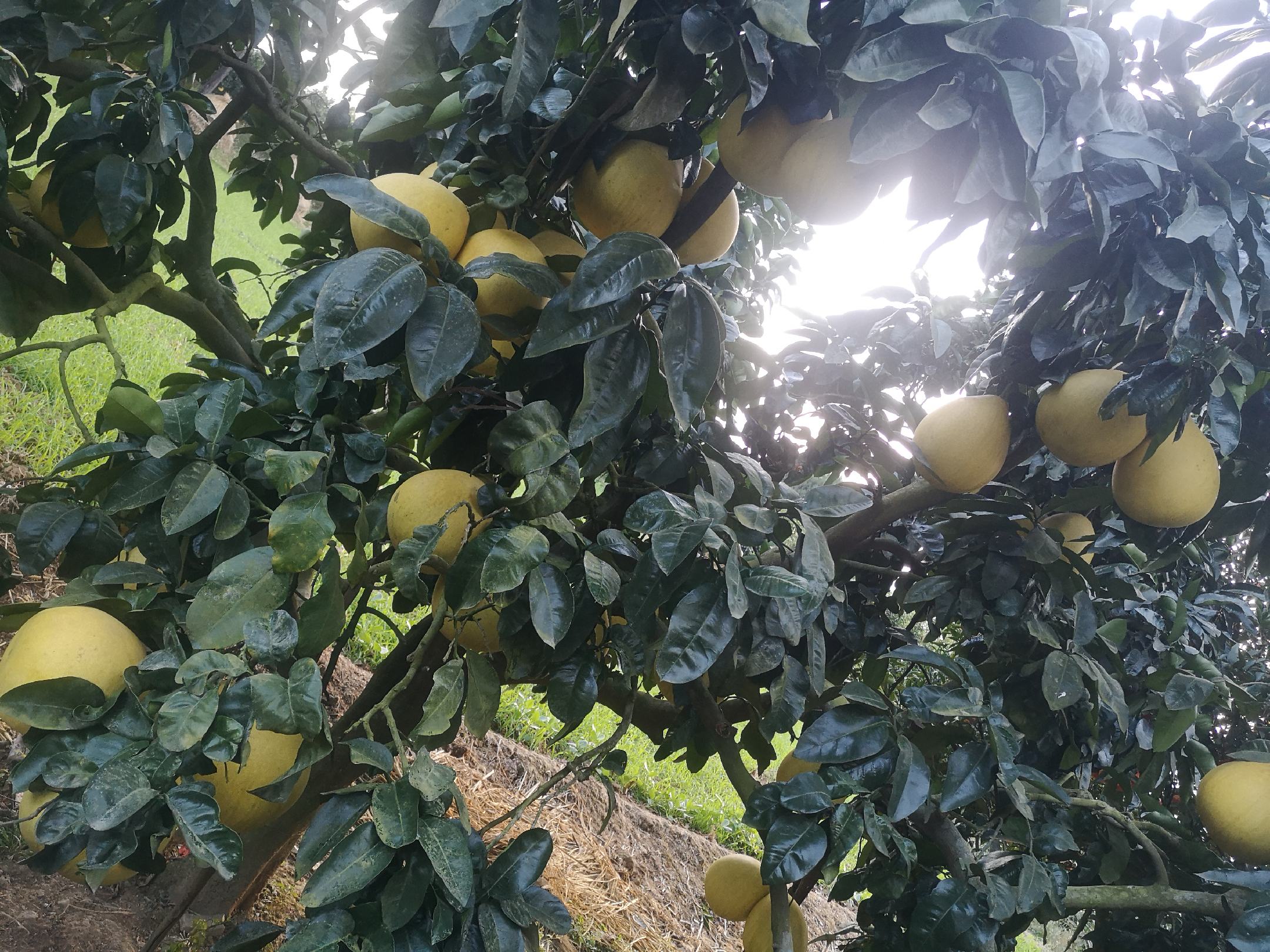 一家三口围坐在客厅茶几旁,桌上摆着一盘剥好的柚子果肉,孩子正开心地吃着,父母微笑交谈,窗外可见秋日落叶,体现温馨的家庭秋季生活画面 家庭享用柚子场景