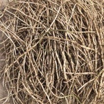 【质优价好】安徽马鞍山精品藜蒿根，大量供应，欢迎订购