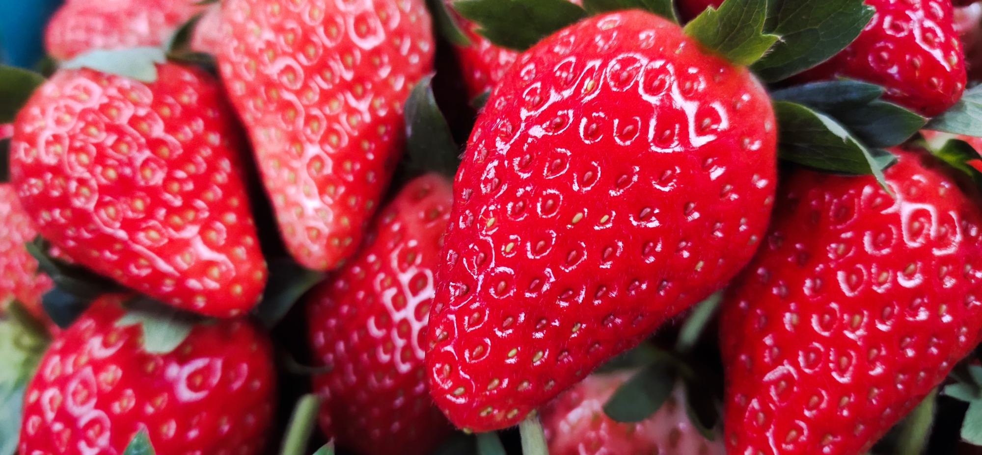 奶油草莓果实特写,展示其鲜红色泽与自然香气 奶油草莓特写
