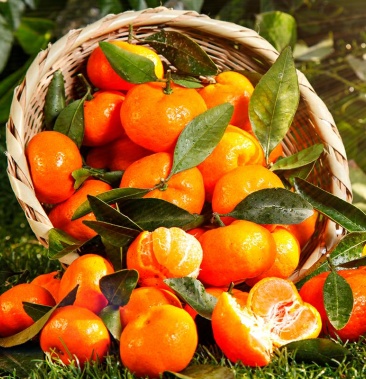 广西砂糖橘正宗荔浦砂糖橘当季新鲜水果橘子代办批发果园直发