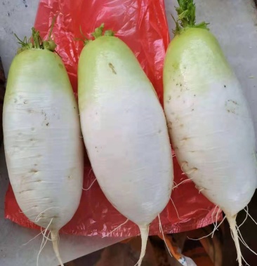 韩国西王子水果白萝卜