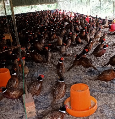 梁仔七彩山鸡广西钦州市灵山县那隆镇梁氏七彩山鸡养殖