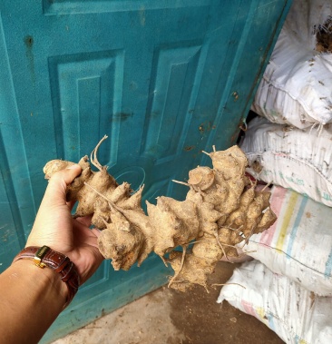 中药材金刚藤金刚钻