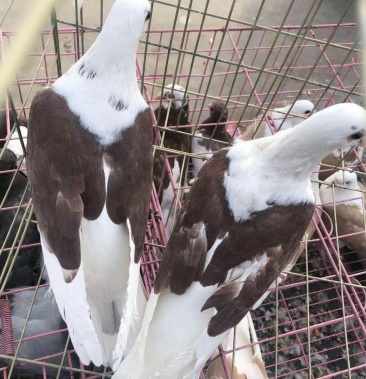 [凤尾鸽批发]常年收售肉鸽元宝鸽凤尾鸽拿货量大联系山东附近地区价格