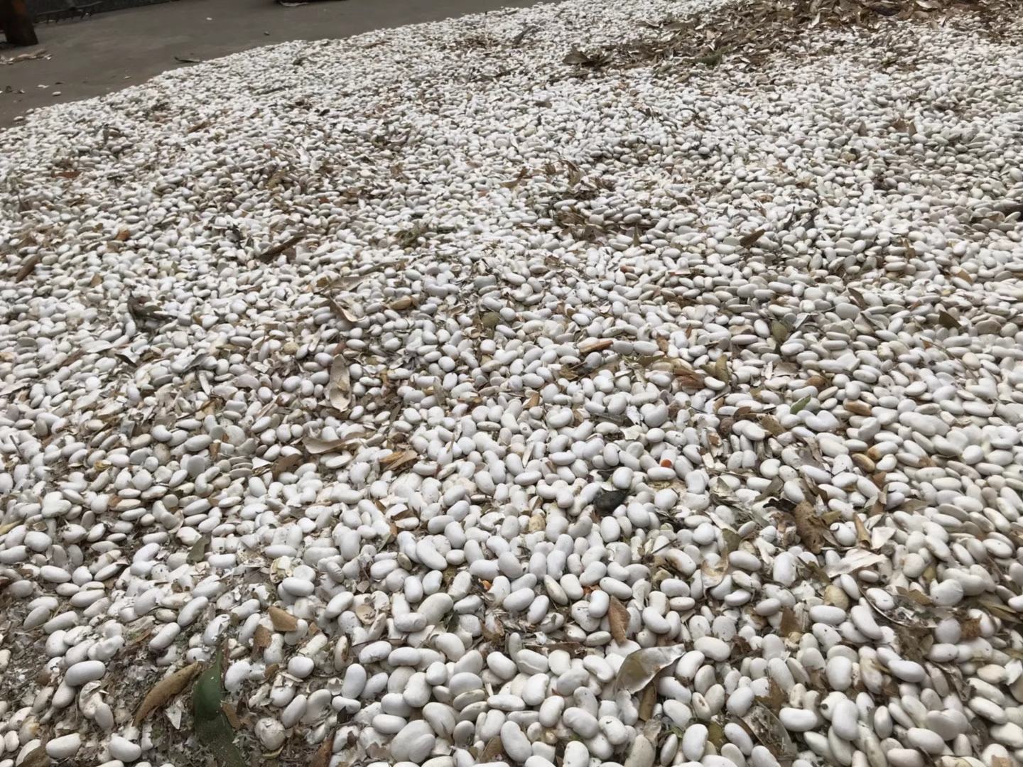 白珍珠芸豆种植地,展示其在北方高原地区的种植场景 白珍珠芸豆种植地
