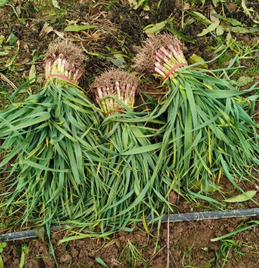 华州区郭村红根蒜苗 叶绿根红苗正 需要的抓紧时间联系