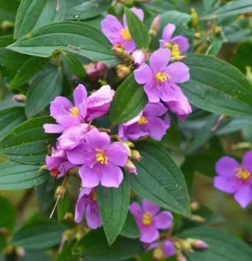 野牡丹,羊开口,野生纯生态干货