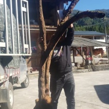 云南德宏野生精品山木香老桩