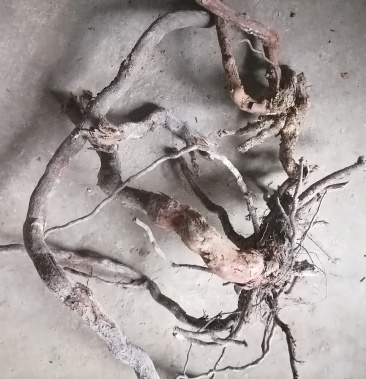 大山野生金樱子根干货