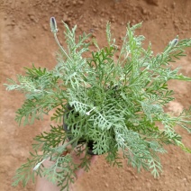 薰衣草，薰衣草杯苗，山东薰衣草，羽叶薰衣草