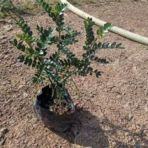 常年大批量清香木袋装苗木