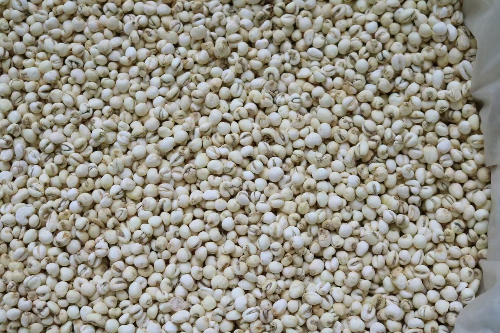 一碗热气腾腾的川贝金桔水特写，液体呈金黄色，碗边摆放半个金桔和少许枸杞