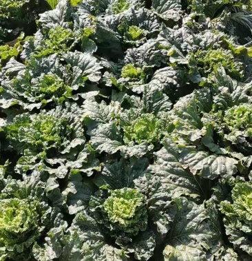 [竹筒白菜批发]卷筒青量货需要的联系我价格0.40元/斤 - 一亩田