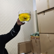 金丝皇菊干货有喜欢的联系