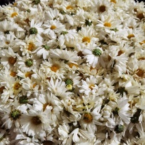 白菊花清热去火农村白菊花