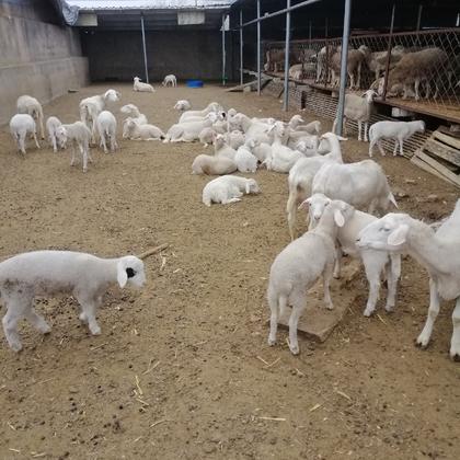 纯种小尾寒羊种羊,杜泊羊种羊,羊羔,长势快小尾寒羊,大量价格,有实力