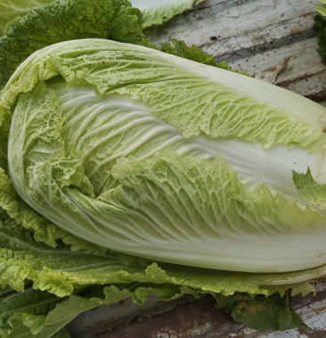 北京三号青白菜大量上市欢迎采购