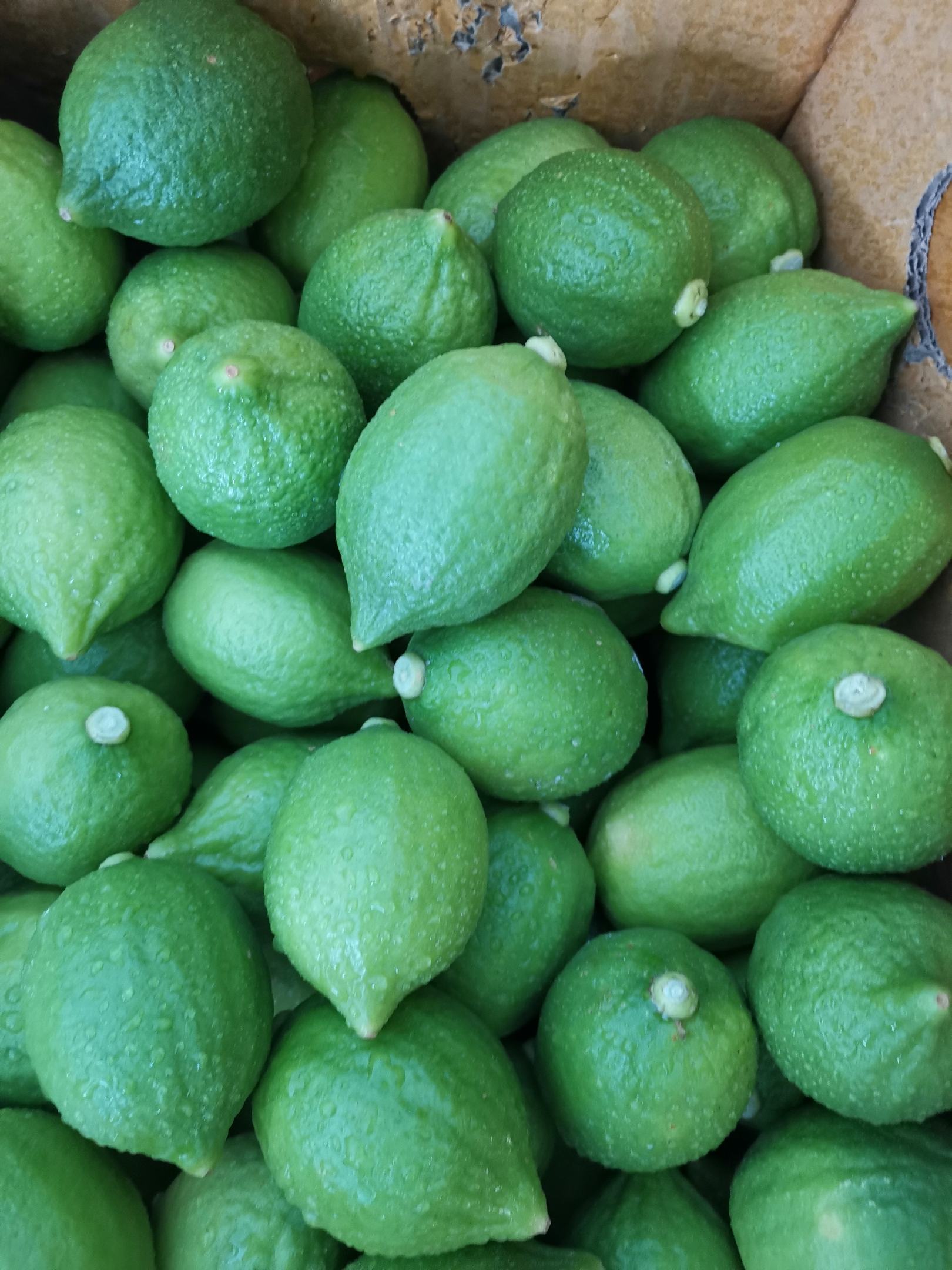 广东最大的香水柠檬种植基地_广东香水柠檬种植_广东香水柠檬