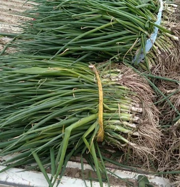 大量出售河北馆陶优质大葱苗子.