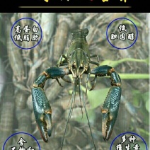 澳洲龙虾成品批发零售