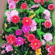 小丽花，球根小丽花，小丽花，山东小丽花，小丽花基地