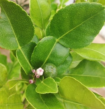 泰国粗皮柠檬皱皮柠檬苗丑柠檬果树苗嫁接苗煲汤材料盆栽柠檬