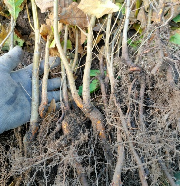 蒙古栎一年苗,辽东栎苗,柞树