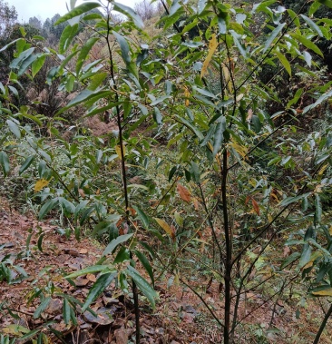 木姜苗也叫山胡椒兩年大苗當年種可開花結果