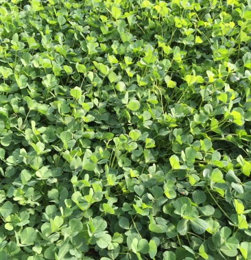 金花菜秧草草头三叶菜