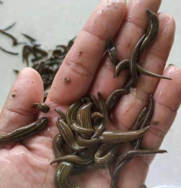 水蛭日本医蛭水蛭幼苗水蛭养殖技术回收干水蛭