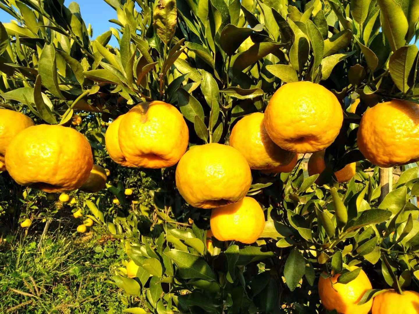 成熟期的粑粑柑果园全景，枝头挂满金黄扁圆形果实，果皮光滑油亮，部分果实已自然转色至橙红，背景可见川西丘陵地貌与晨雾缭绕的柑橘园