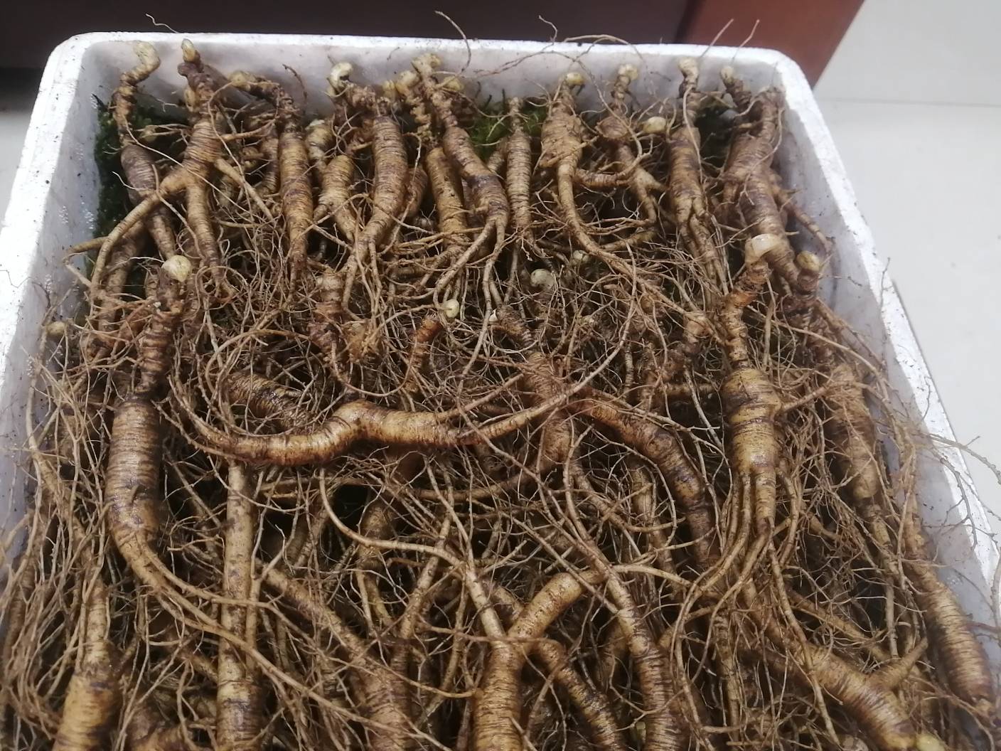 东北三县12年林下参采挖时间轴对比图