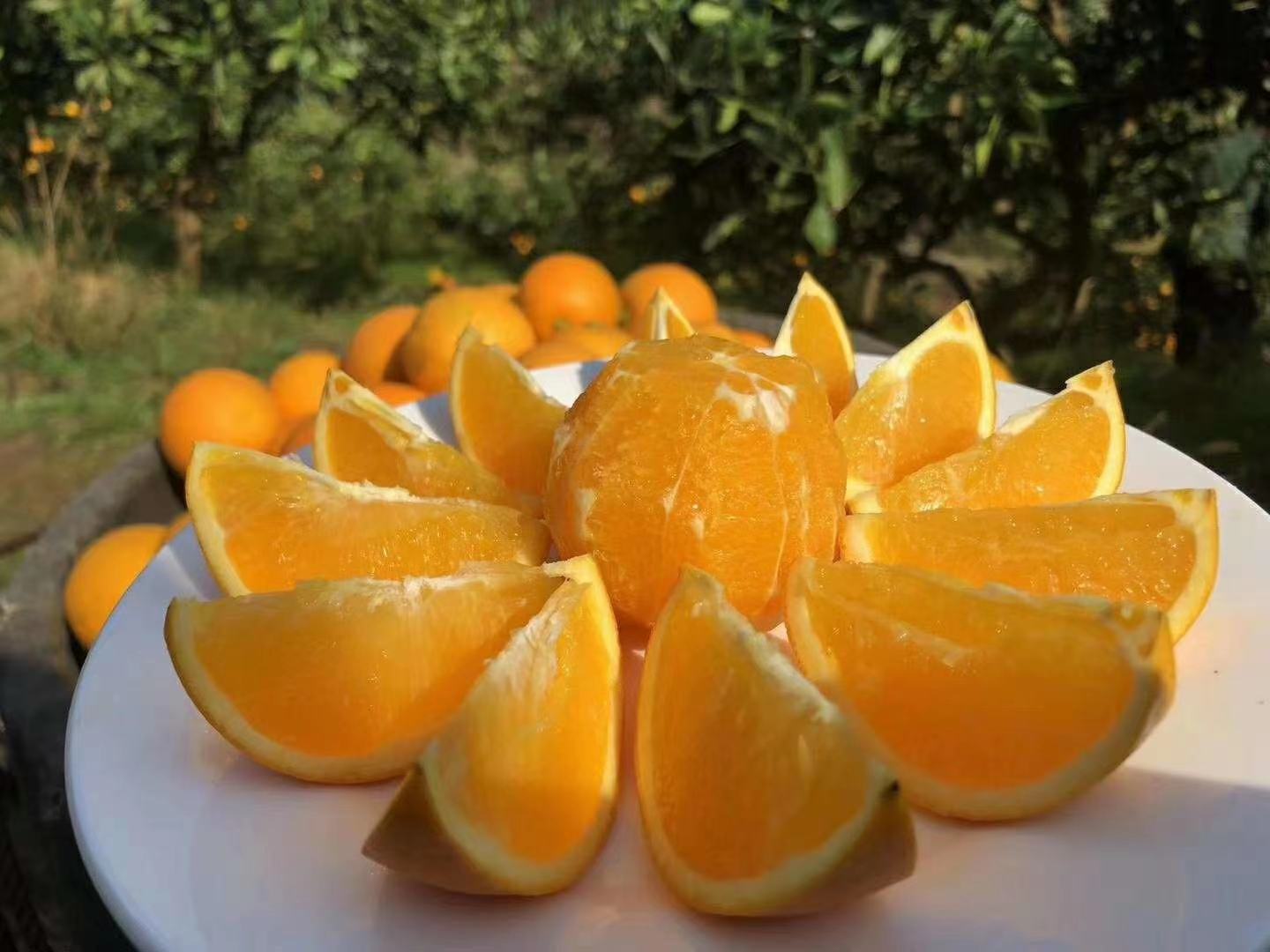 一个被横向切开的冰糖橙,露出金黄色的果肉,汁水饱满,瓣膜薄透,周围摆放着几片剥好的果瓣,背景为木质餐桌和自然光线,突出水果的新鲜与甜美 切开的冰糖橙特写