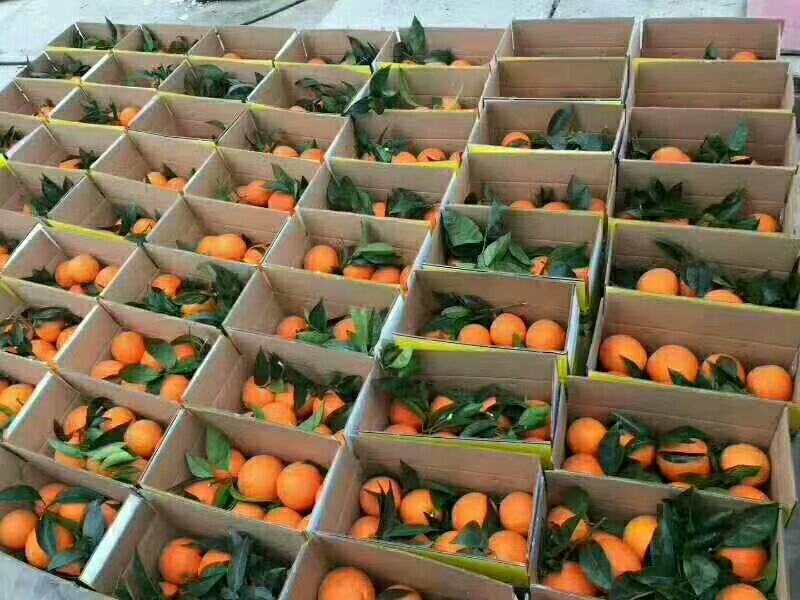 包装车间内工人正在分拣和打包奉节脐橙