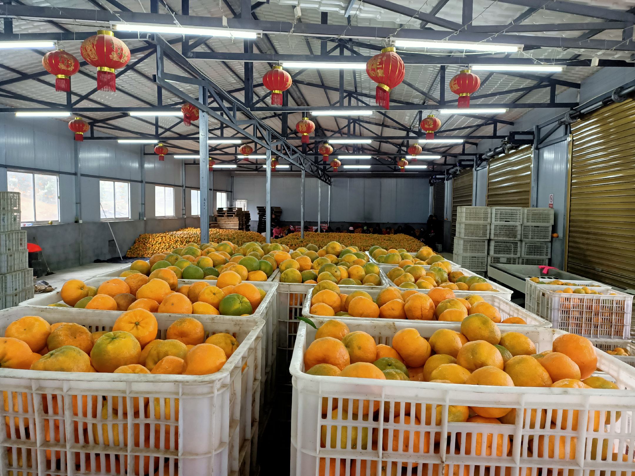 沃柑果园丰收,果农正在装箱运输,现场忙碌有序 沃柑丰收场景