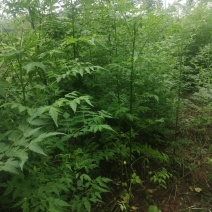 苦楝小苗川楝小苗楝树小苗价格楝树小苗清地处理