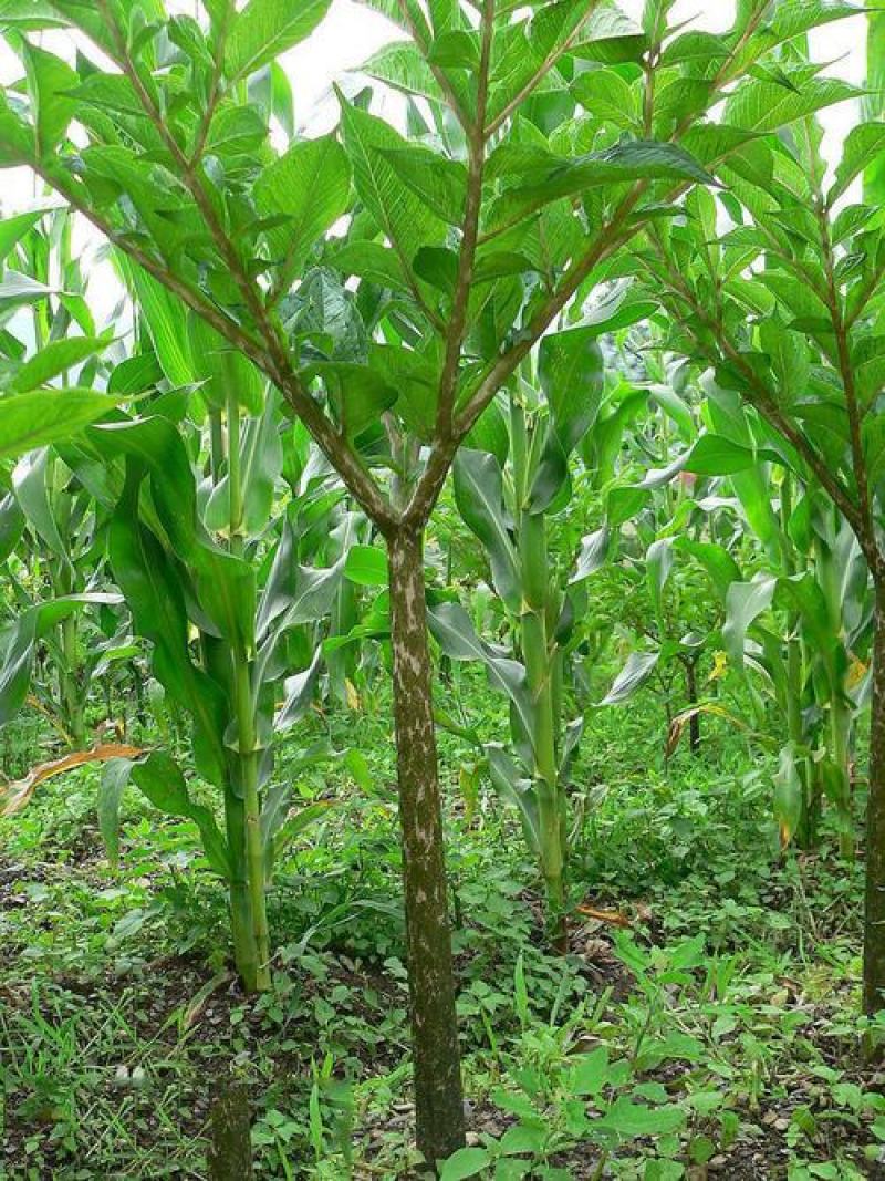 湖北长阳县高山魔芋