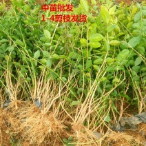 茉莉花苗二年散苗春季剪枝发货批发