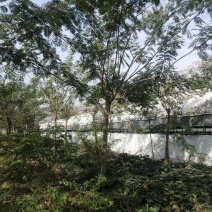 合欢小苗价格3公分4公分合欢价格6公分合欢