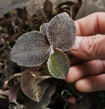 [野生金线莲批发]广西十万大寻找野生金线莲价格520.00元/斤 - 一亩田