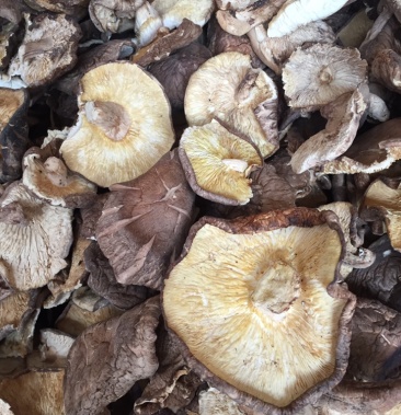 有好货香菇大片大杯菇新货上市种植基地批发量大优惠批发