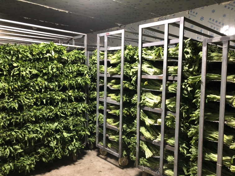 红菜苔在冰箱中冷藏保存示意图,展示如何正确保存红菜苔以延长保鲜期 红菜苔在冰箱中冷藏保存示意图