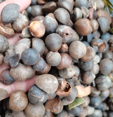 [茶叶种子批发]贵州野生榨油山茶籽颗粒饱满价格10.00元/斤 - 一亩田