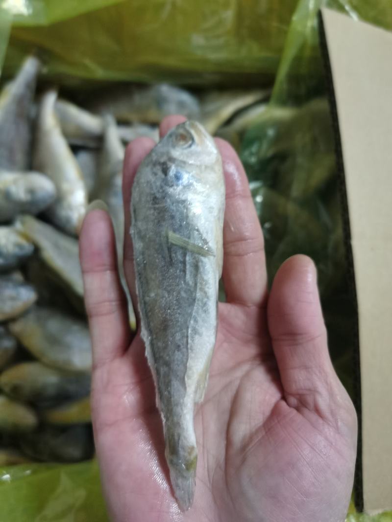 广东佛山南海区黄花鱼 95.00元/件小黄鱼 新鲜