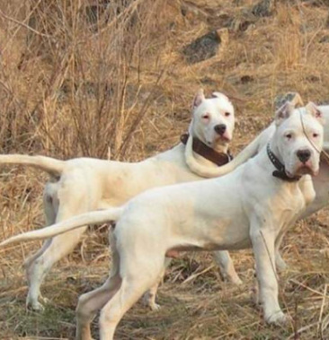 杜高犬狩獵犬杜高犬幼犬獵犬野豬剋星血統純正阿根廷杜高犬