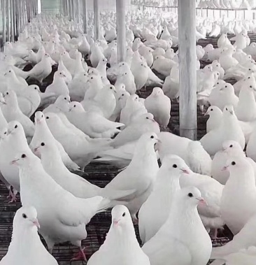 米玛斯种鸽欧洲王鸽