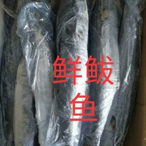 新鲜的各种咸鱼冻鱼超新鲜