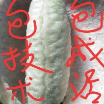 优质八月瓜苗！现挖现发包成活！全程技术指导