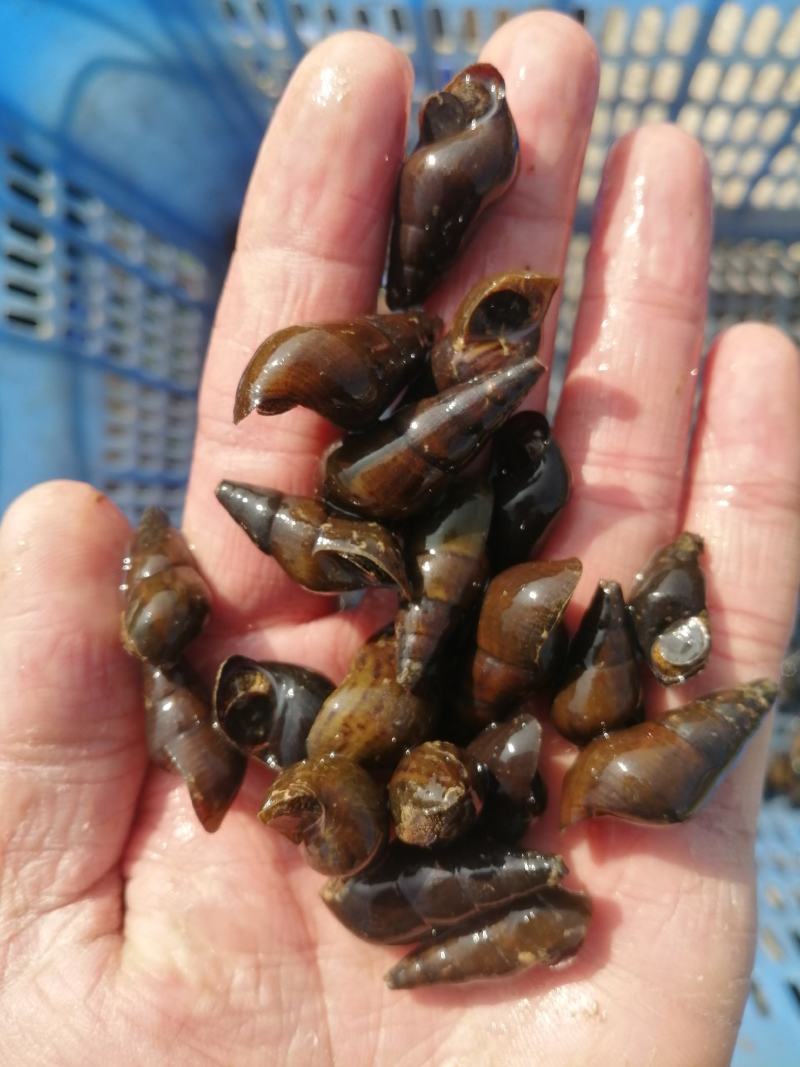 山坑螺,种螺,广东省梅州本地山面山坑螺,1.1以下的种螺